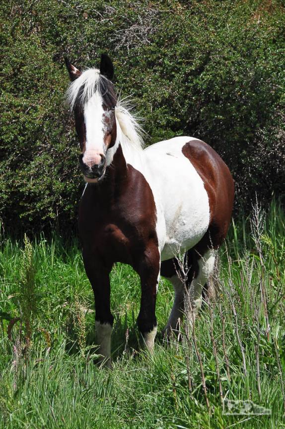 Um 'morador' do extremo sul do Chile e da América, ao sul de Punta Arenas